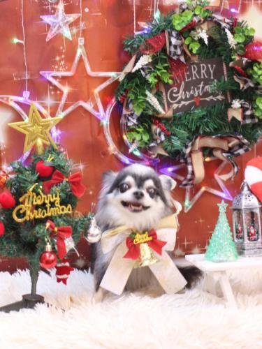 20231224クオンくん